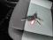 preview Citroen Berlingo #5
