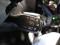 preview Citroen C1 #5